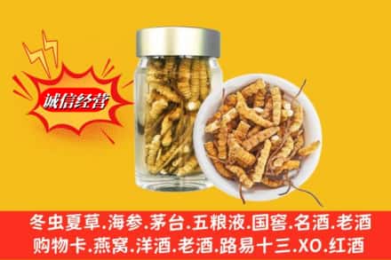 普洱市西盟回收散虫草